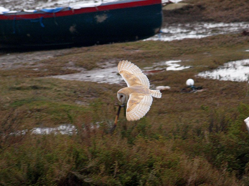 barnowl2.jpg