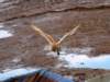 barnowl9_small.jpg