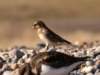snowbunting2_small.jpg