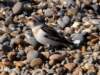 snowbunting_small.jpg